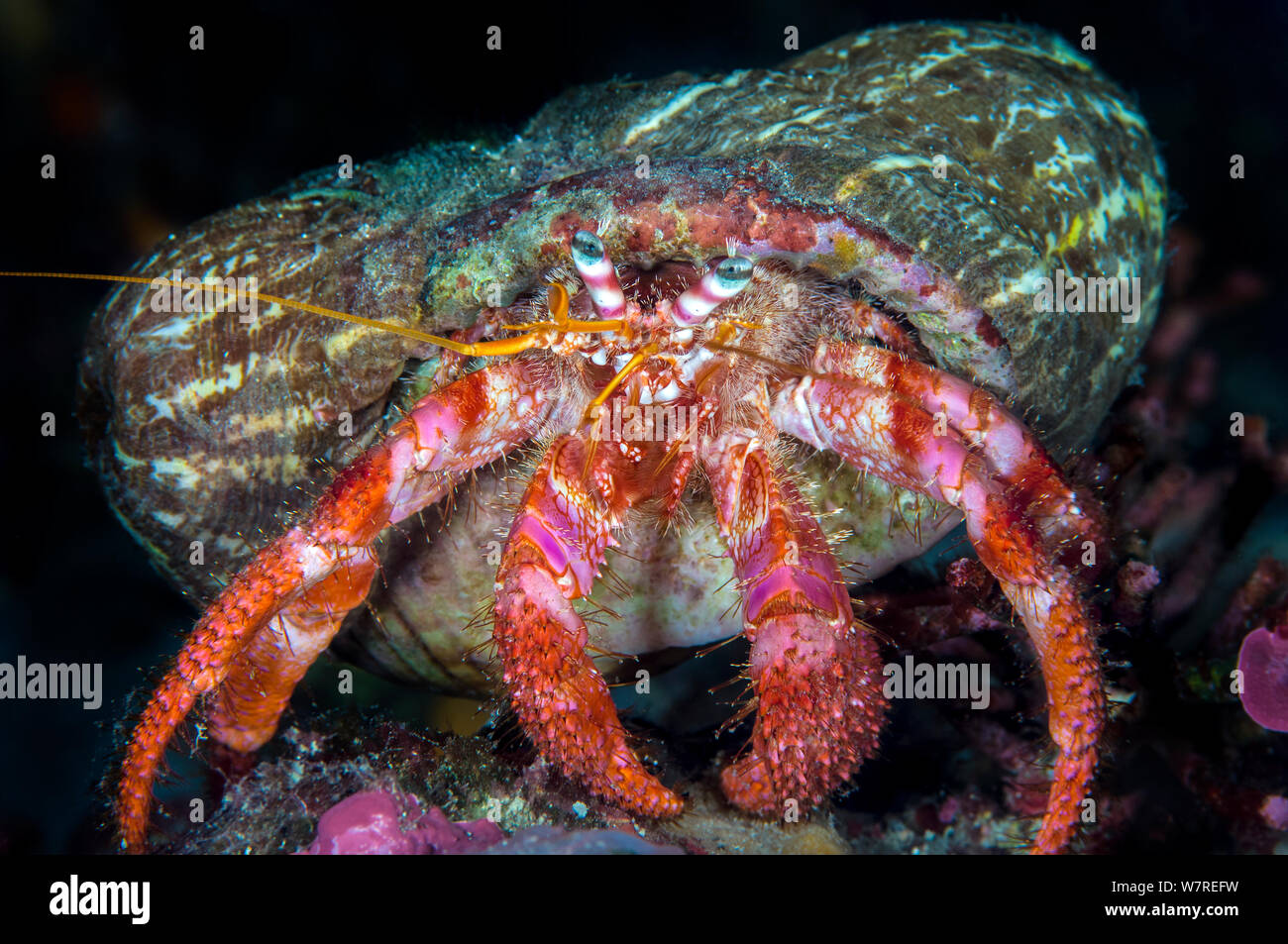 Anemone hermit crab sea anemone hi-res stock photography and images - Alamy
