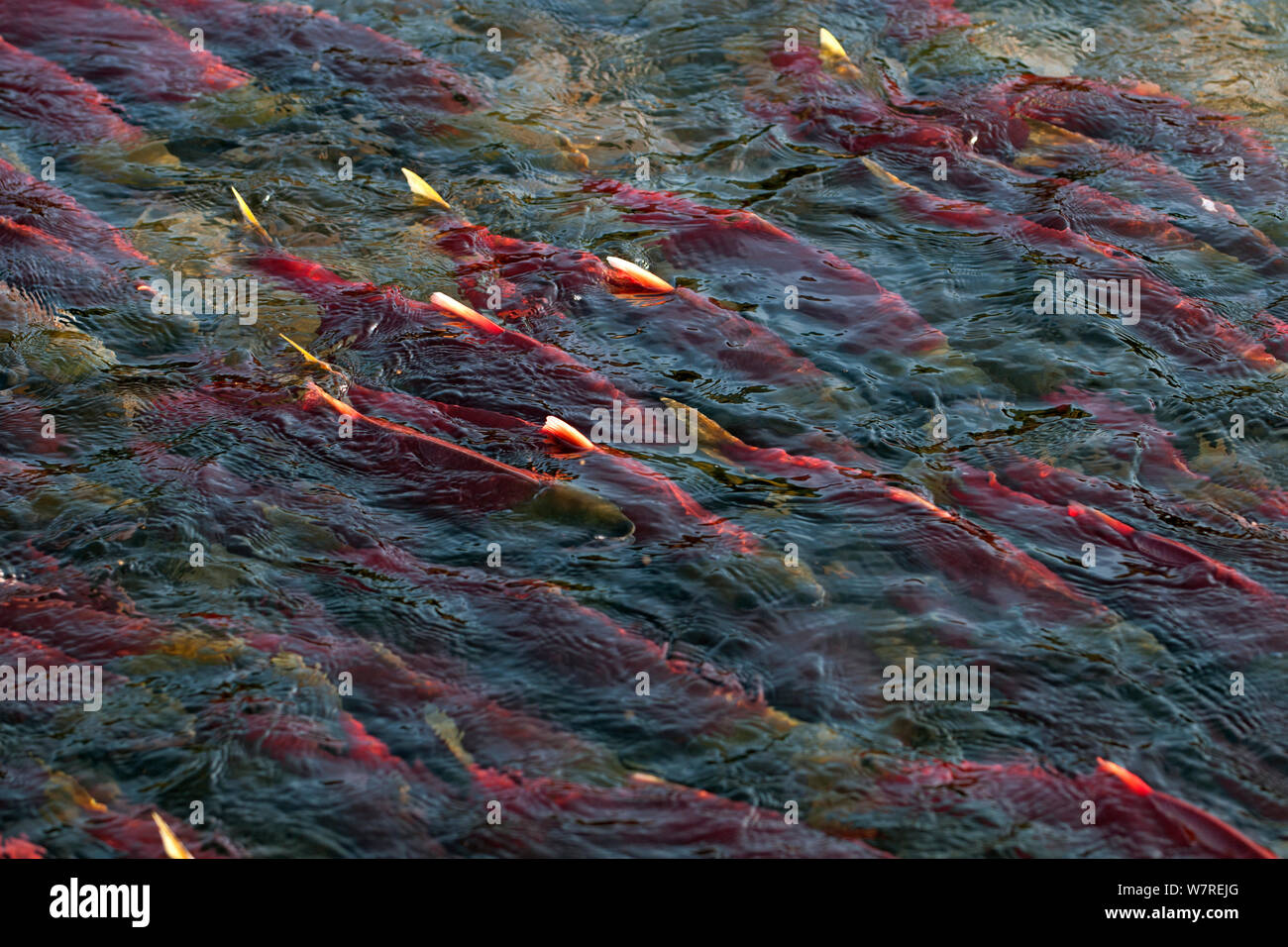 Sockeye salmon (Oncorhynchus nerka) in their spawning river. Adams River, British Columbia, Canada, October. Stock Photo