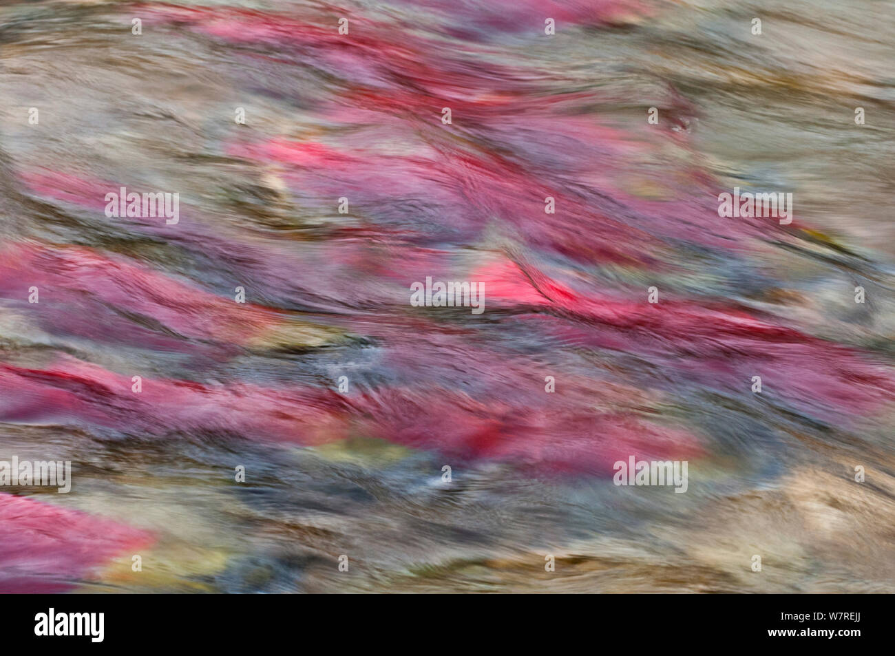 An abstract photograph of Sockeye salmon (Oncorhynchus nerka) in their spawning river. Adams River, British Columbia, Canada, October. Stock Photo