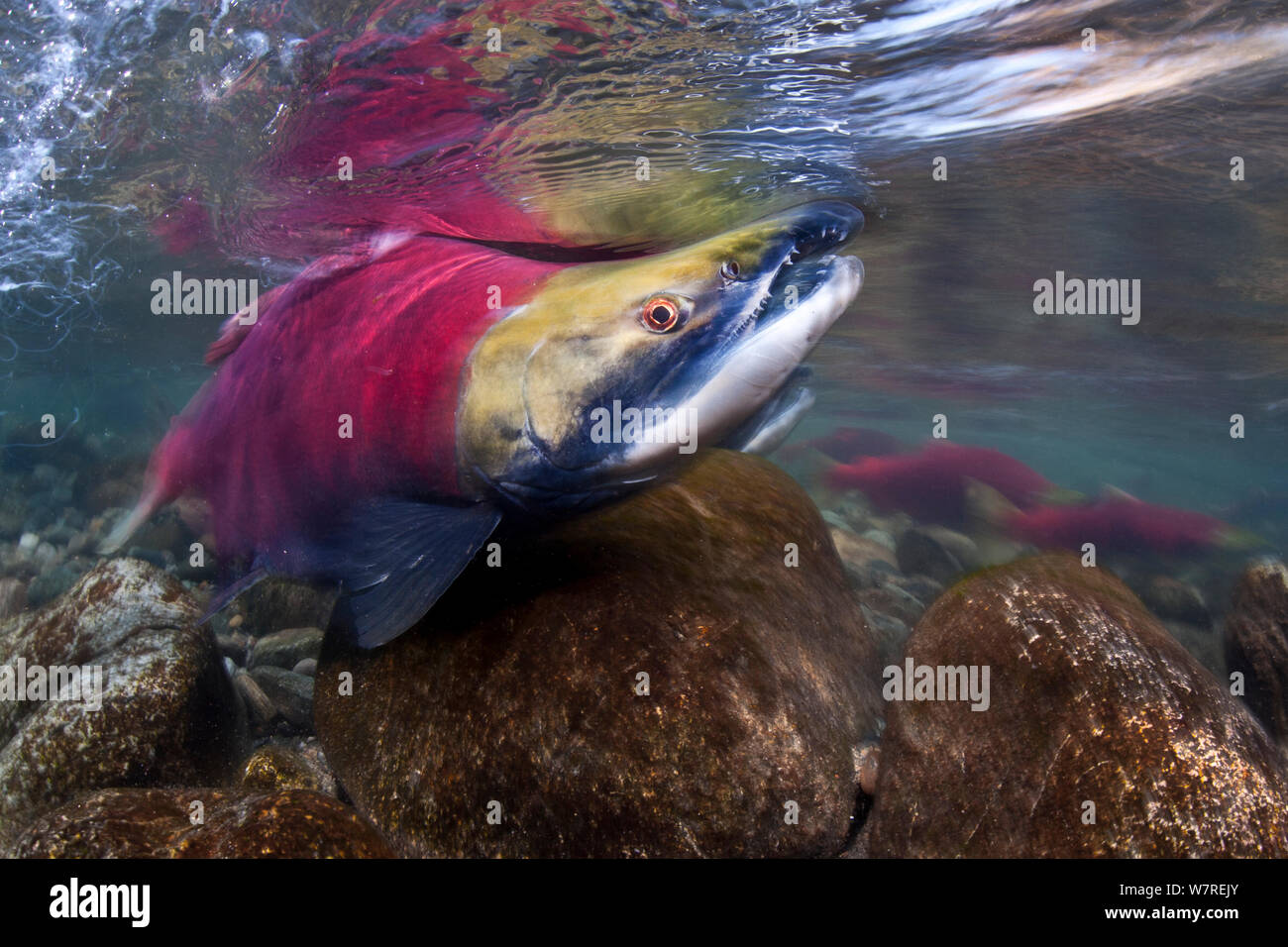 Male Sockeye salmon (Oncorhynchus nerka) compete for territories and females in their spawning river. Adams River, British Columbia, Canada, October. Stock Photo