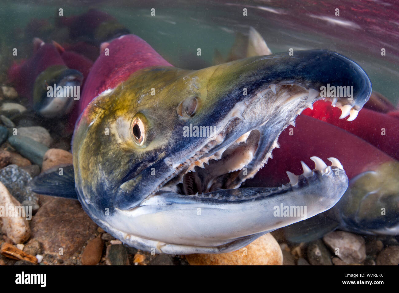 Chum Salmon Teeth