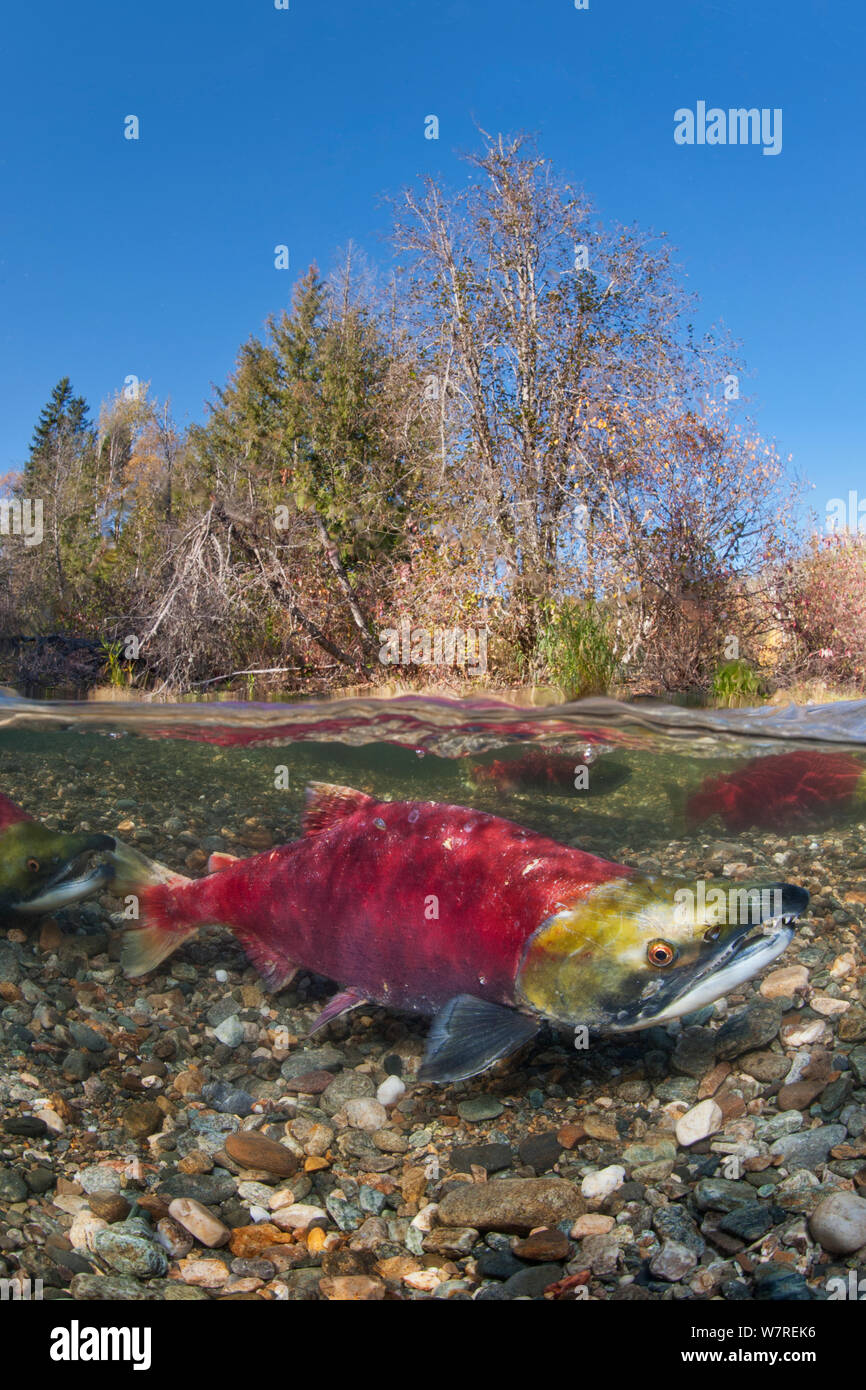 A split level photo of male Sockeye salmon (Oncorhynchus nerka) in Adams River, British Columbia, Canada, October. Stock Photo