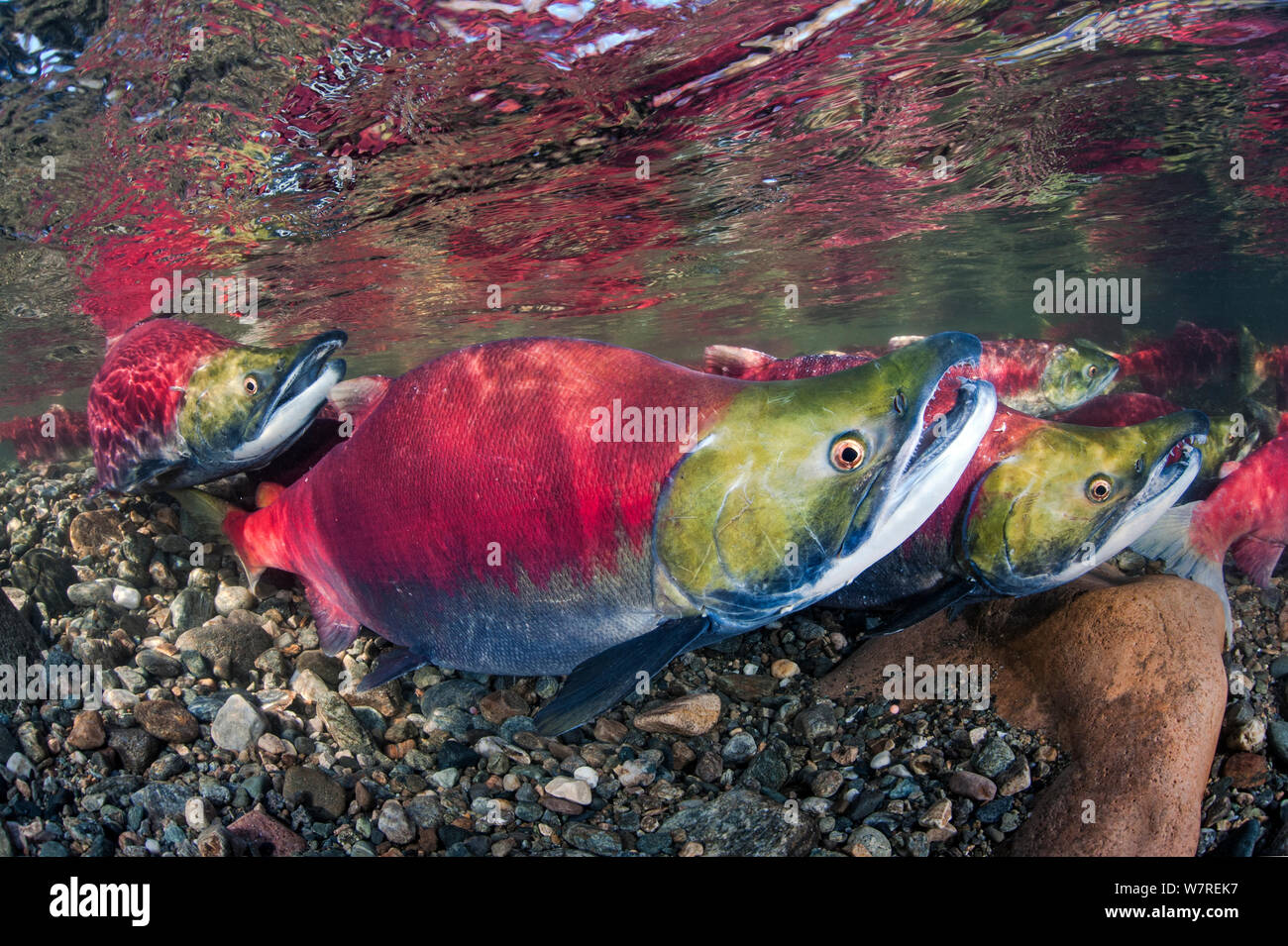 Group of male Sockeye salmon (Oncorhynchus nerka) in their spawning river. Adams River, British Columbia, Canada, October. Stock Photo