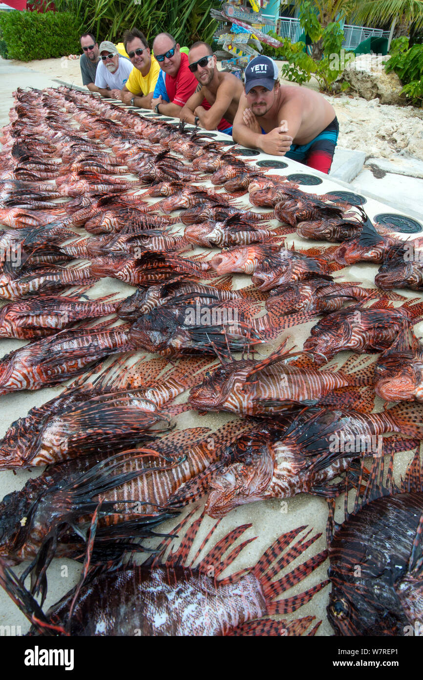 Culled invasive lionfish (Pterois volitans). These lionfish are from a single day of culling, coordinated by the Cayman Islands Department of Environment, collected by 6 local divers from three dive sites. Lionfish are native to the Indo-Pacific, but introduced to the Caribbean Sea from aquariums, they are now widespread, abundant and a problematic invasive predator, significantly reducing native reef fish populations. East End, Grand Cayman, Cayman Islands. Caribbean Sea. Stock Photo