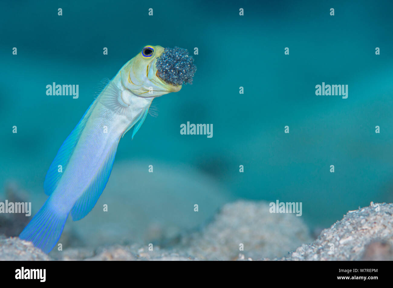 Male Yellow-headed jawfish (Opistognathus aurifrons) blows out the clutch of eggs he is incubating in his mouth to oxygenate them. East End, Grand Cayman, Cayman Islands, British West Indies. Caribbean Sea. Stock Photo