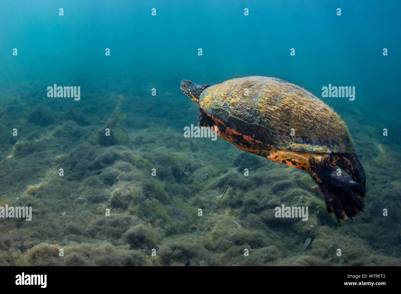 Florida red-bellied cooter (Pseudemys nelsoni) swims over a riverbed. Crystal River, Florida, United States of America. Stock Photo