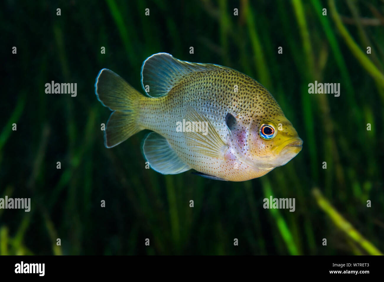 Spotted sunfish (Lepomis punctatus) in front of plants in Rainbow River, Florida, United States of America. Stock Photo