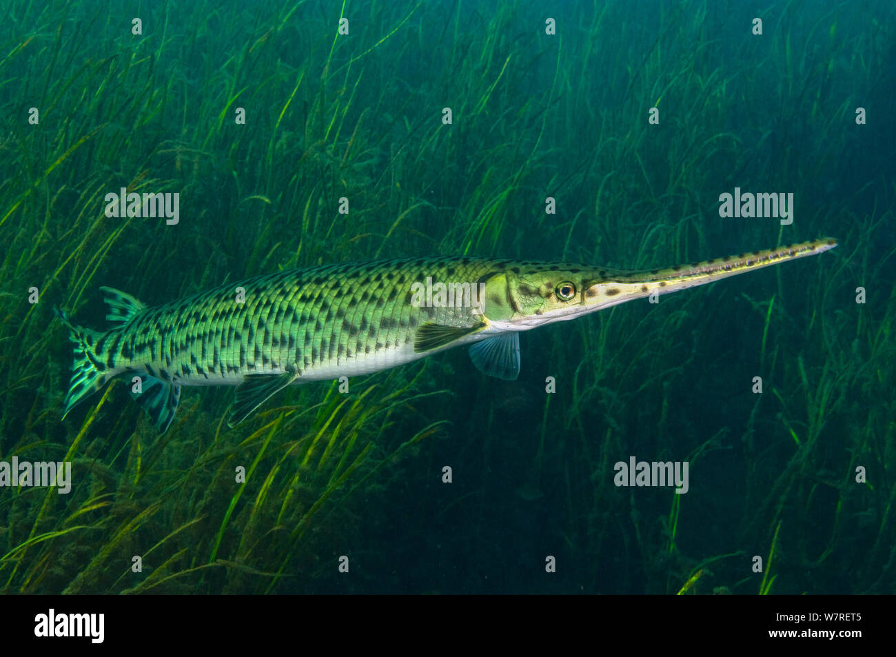 A longnose gar (Lepisosteus osseus) in front of freshwater plants in Rainbow River, Florida, USA. Stock Photo