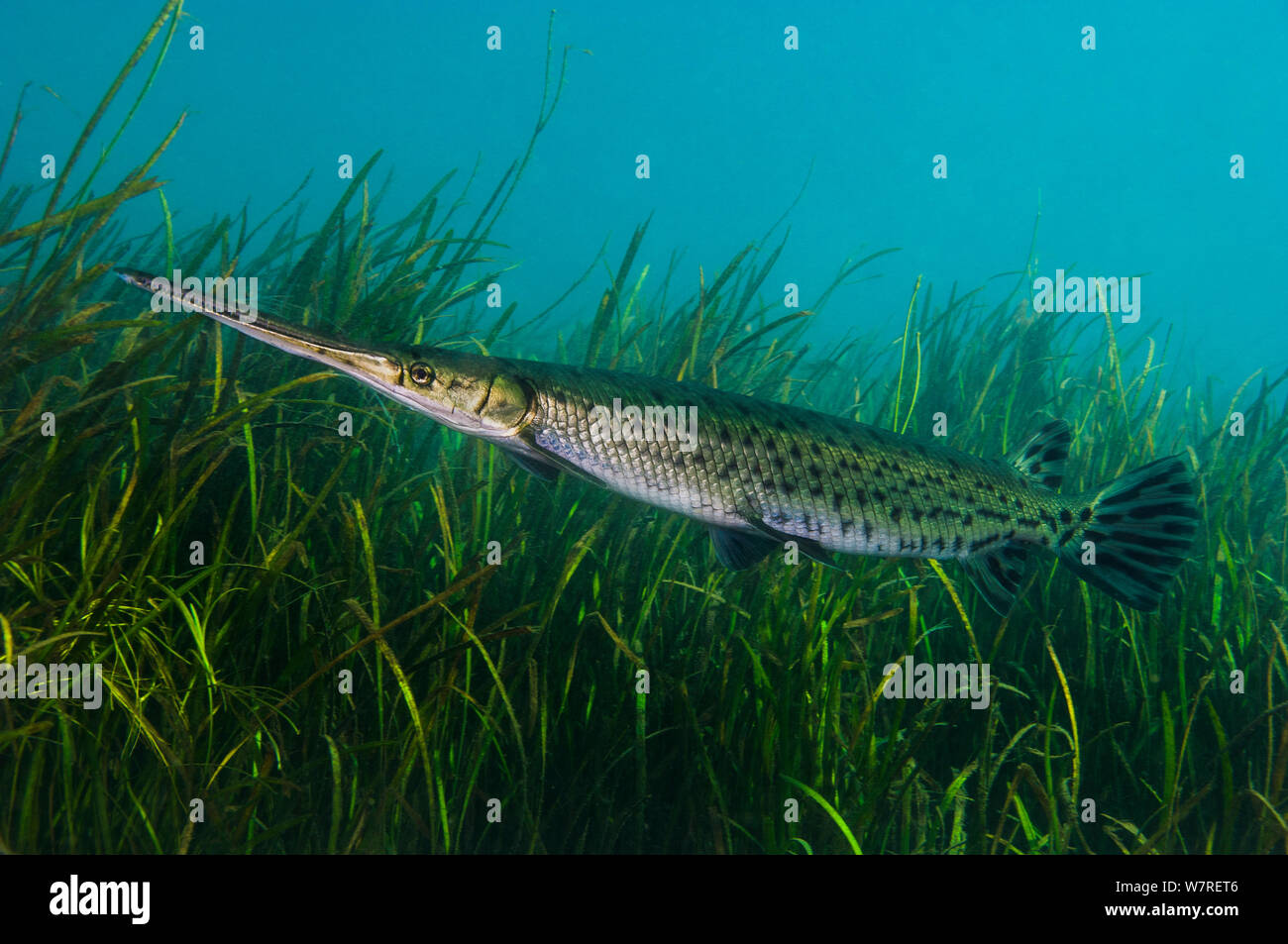 Longnose gar (Lepisosteus osseus) in front of freshwater plants in Rainbow River, Florida, United States of America. Stock Photo