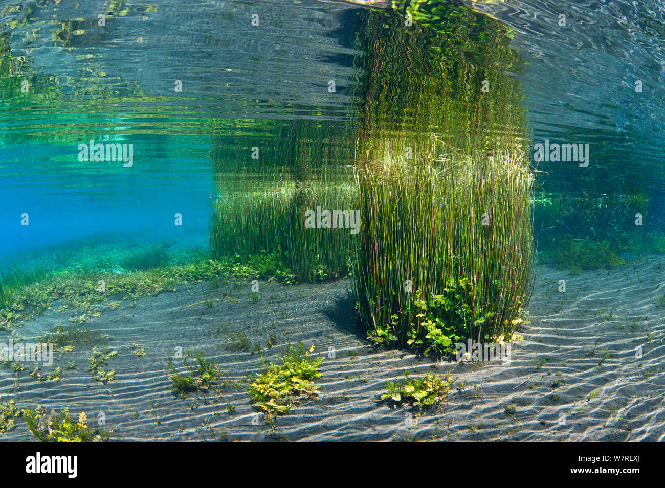Freshwater plants, including reeds, growing in Meltwater pond. Capodacqua; Capistrano, Abruzzo, Italy. Stock Photo