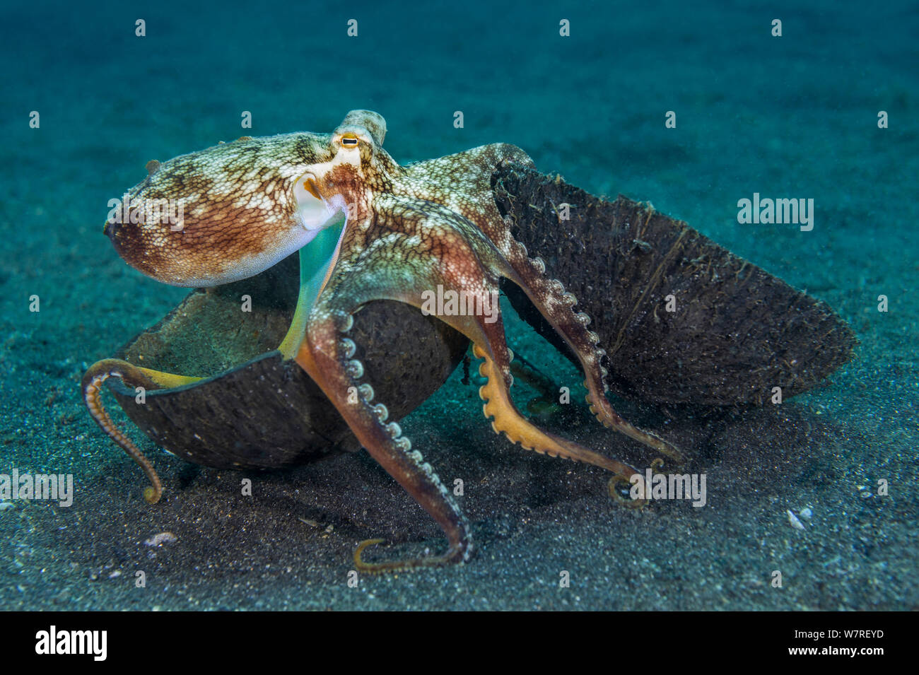 Veined octopus (Amphioctopus marginatus) using two halves of a coconut as a home. Lembeh Strait, North Sulawesi, Indonesia. Molucca Sea. Stock Photo