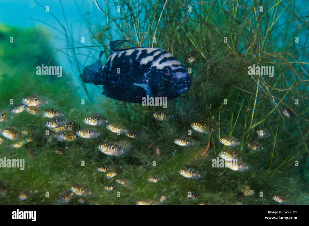 Jack Dempsey cichlid (Rocio octofasciata) guarding its young, while they shelter in aquatic vegetation in Cenote pool. Cichlids are notable amongst fish for their high level of parental care. Puerto Aventuras, Quintana Roo, Mexico. Stock Photo