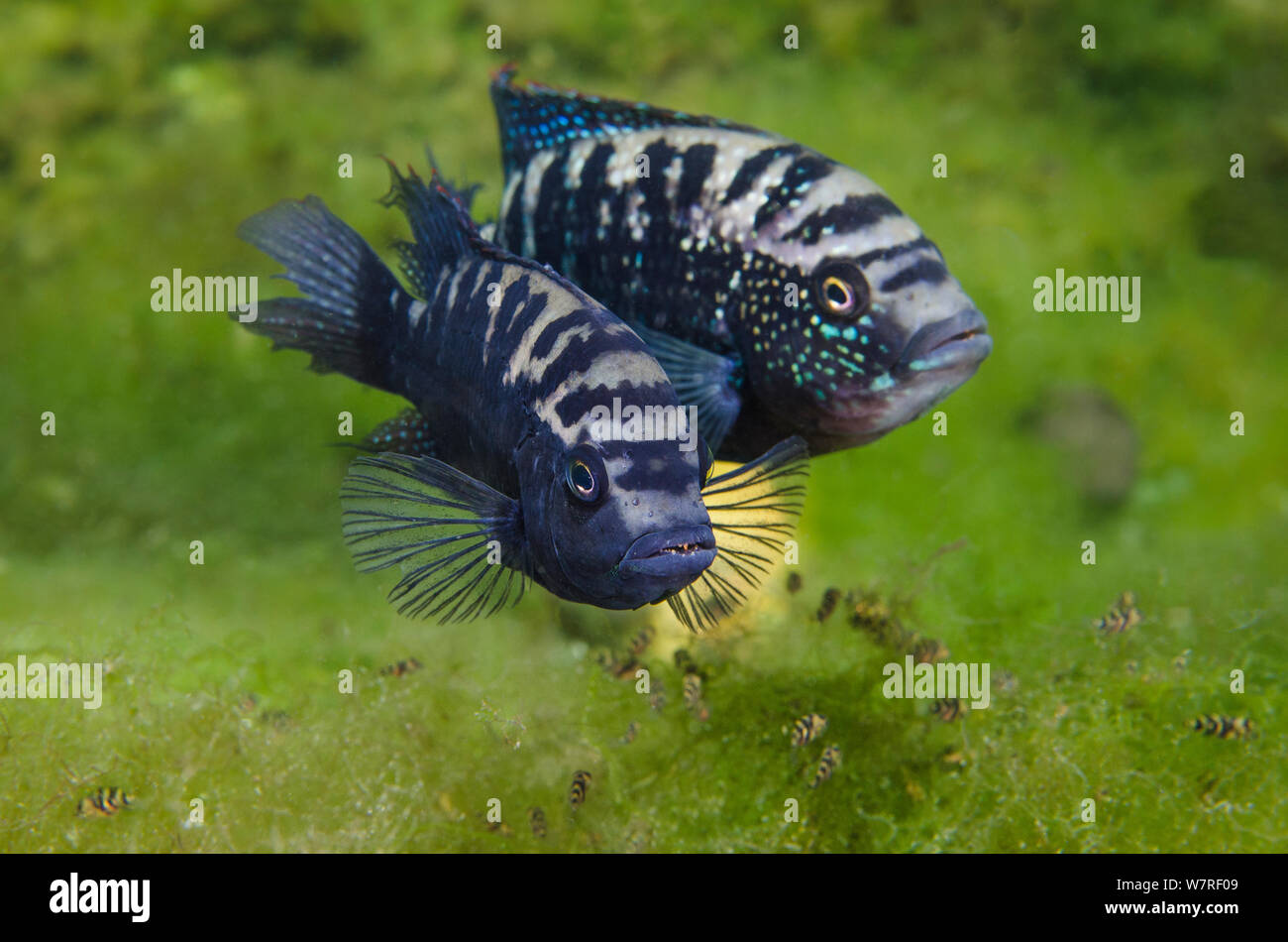 Pair of adult Jack Dempsey cichlids (Rocio octofasciata) guarding their stripy young, which are sheltering below them in aquatic vegetation in Cenote pool. Cichlids are notable amongst fish for their high level of parental care. Puerto Aventuras, Quintana Roo, Mexico. Stock Photo