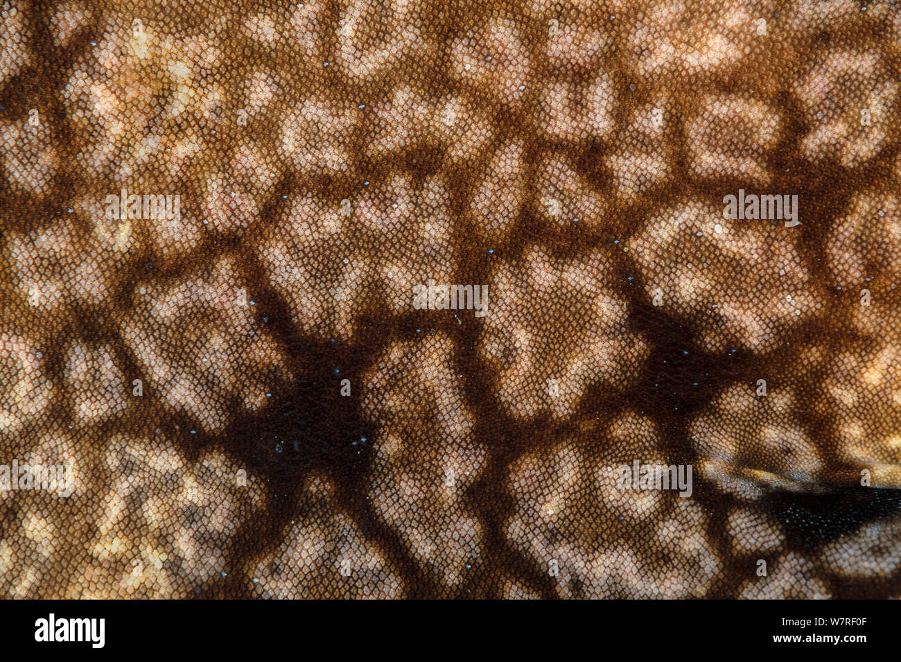 The skin of a Tassled wobbegong shark (Eucrossorhinus dasypogon), showing the rough placoid scales, commonly called denticles. These scales have the same structure as the shark's teeth and are as rough as sandpaper when stroked against the grain. Misool, Raja Ampat, West Papua, Indonesia. Ceram Sea, Tropical West Pacific Ocean. Stock Photo
