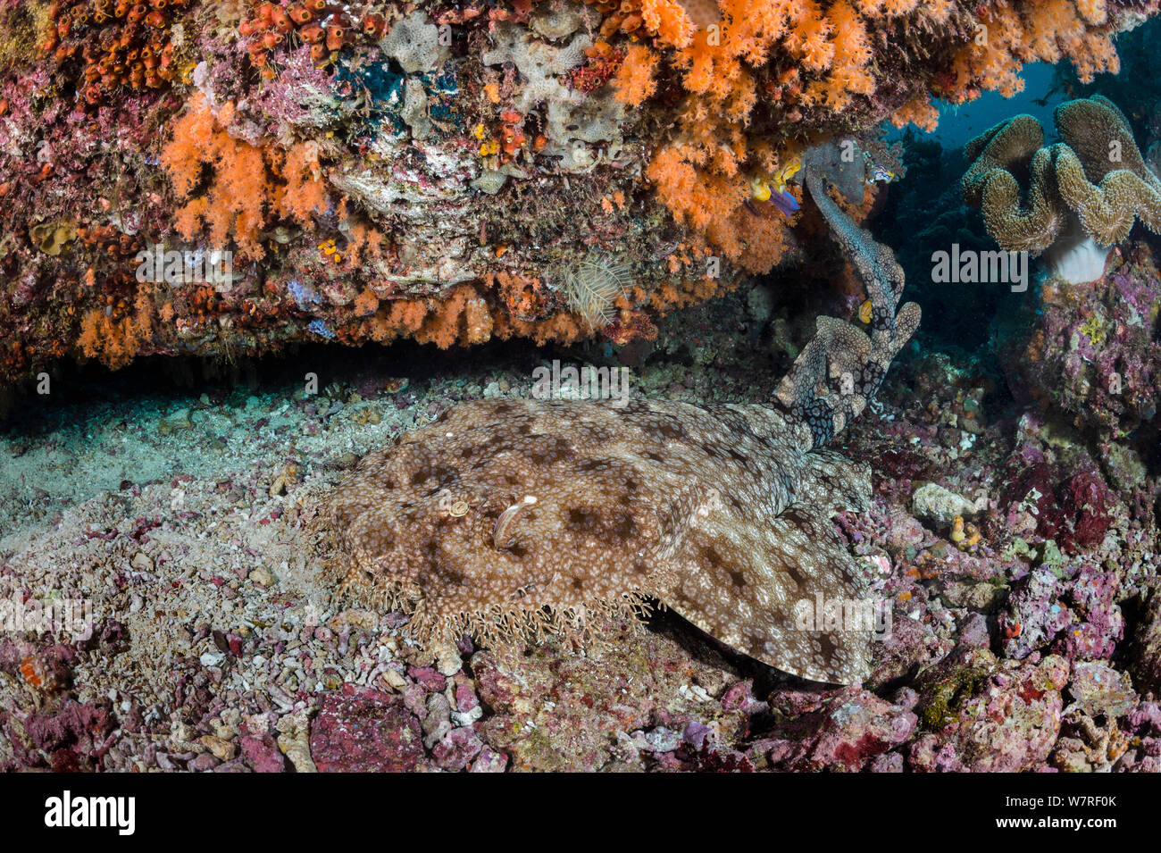 Tassled wobbegong shark (Eucrossorhinus dasypogon) resting under Coral head, covered in orange soft corals. Dampier Strait, Raja Ampat, West Papua, Indonesia. Tropical West Pacific Ocean Stock Photo