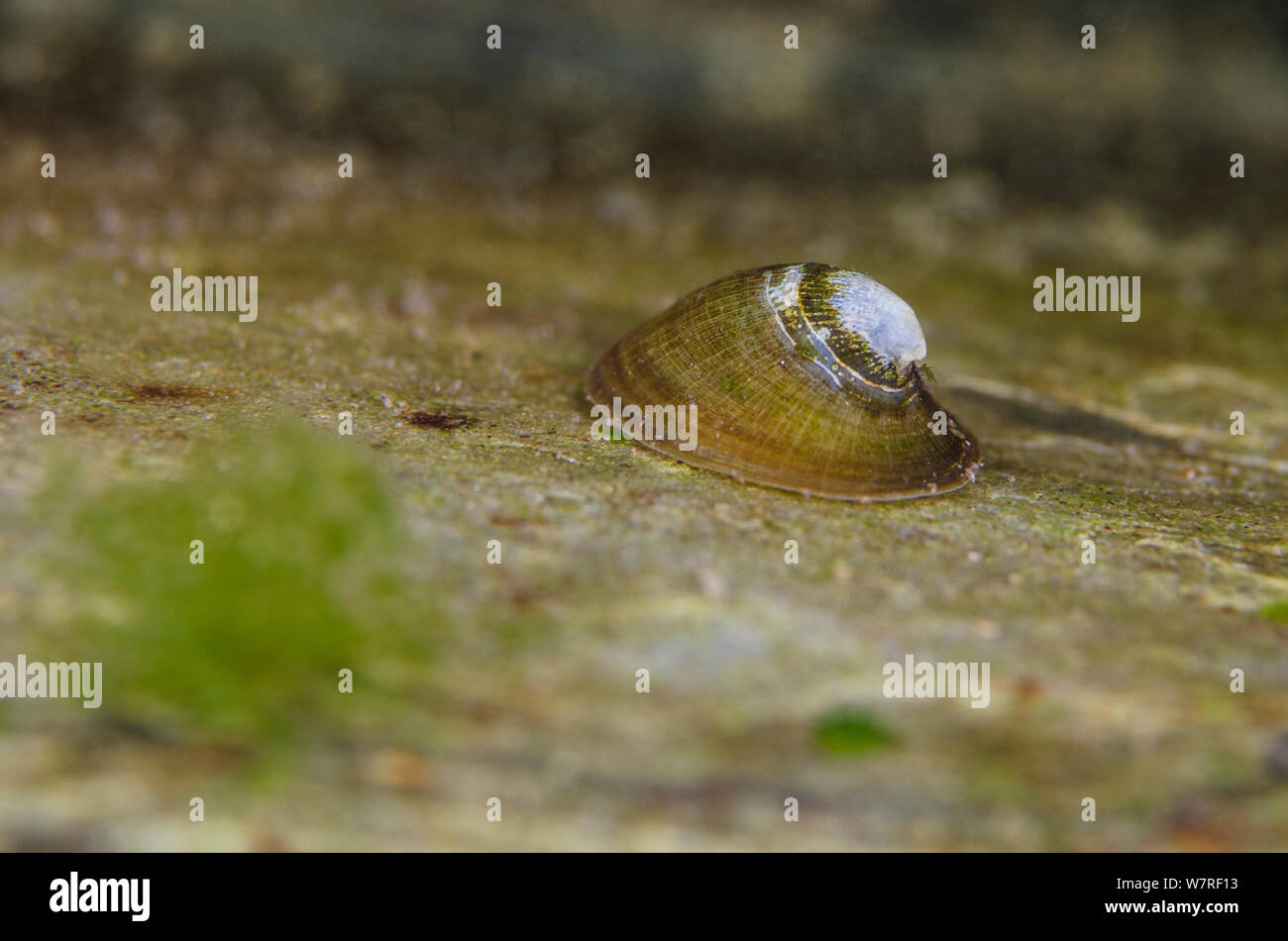 Freshwater limpet (Ancylus fluviatilis) in a river. This species actually is more closely related to horned snails than marine limpets and can breath air. River Flumendosa, Gennargentu National Park, Sardinia, Italy. Stock Photo