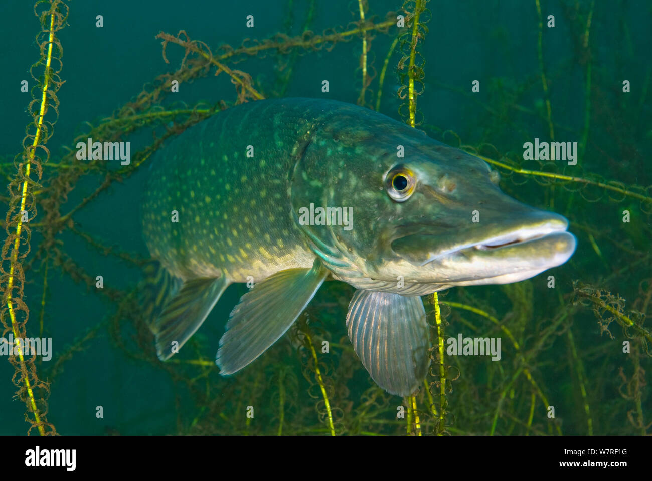 Pike (Esox lucius) lurking in weeds. Stoney Cove Lake, Leicestershire, England, UK. Stock Photo