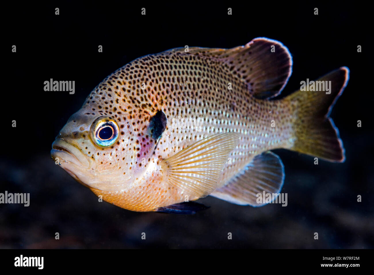 Portrait of a spotted sunfish (Lepomis punctatus) in a river. Rainbow River, Florida, United States of America. Stock Photo