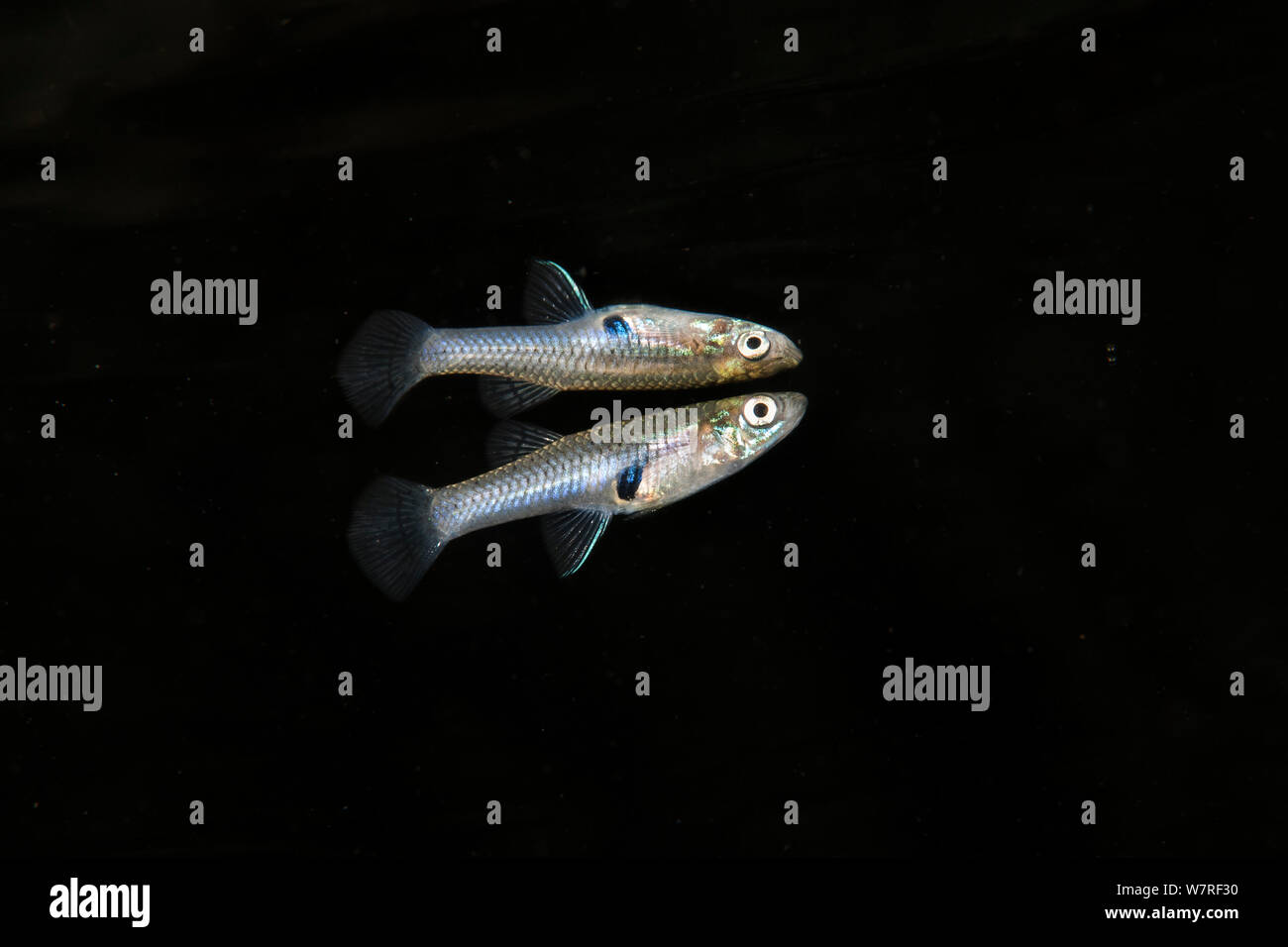 Portrait of an Eastern mosquitofish (Gambusia holbrooki) reflected in the surface of Rainbow River, Florida, United States of America. Stock Photo