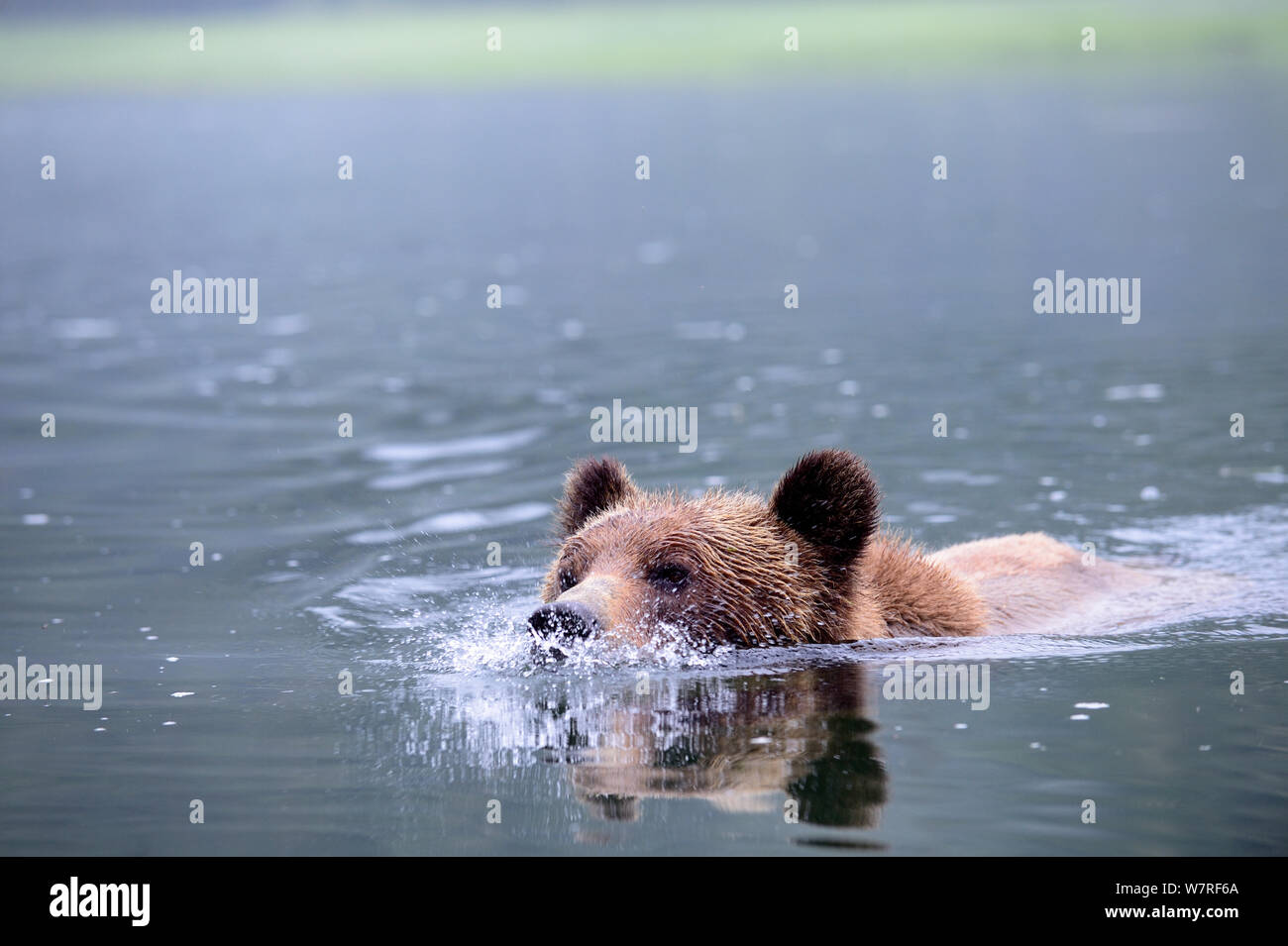 Grizzly bear swimming (Ursus arctos horribilis) Khutzeymateen Grizzly Bear Sanctuary, British Columbia, Canada, June. Stock Photo