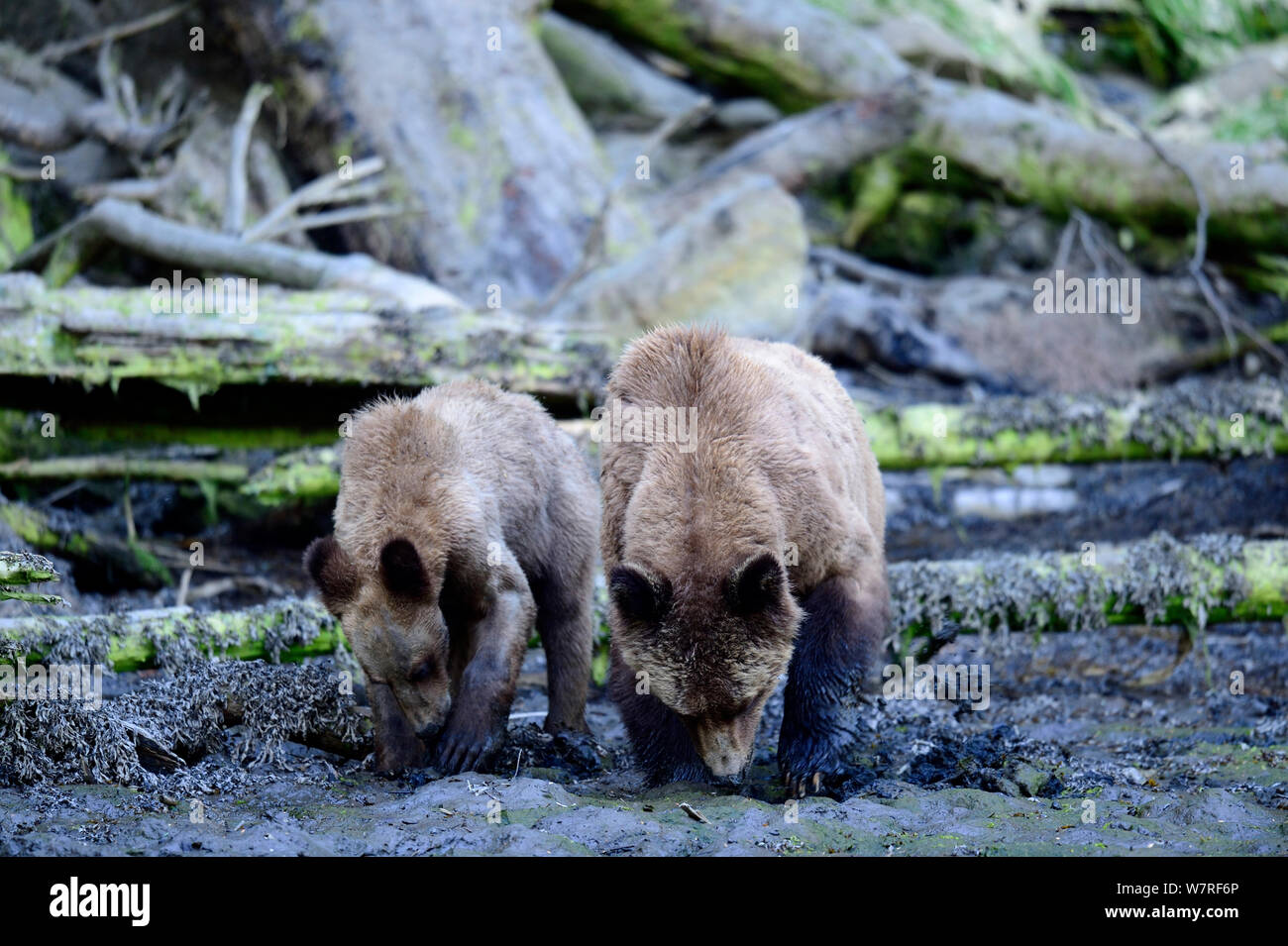 Female Grizzly bear (Ursus arctos horribilis) and her cub foraging for clams at low tide on the banks of the inlet, Khutzeymateen Grizzly Bear Sanctuary, British Columbia, Canada, June. Stock Photo