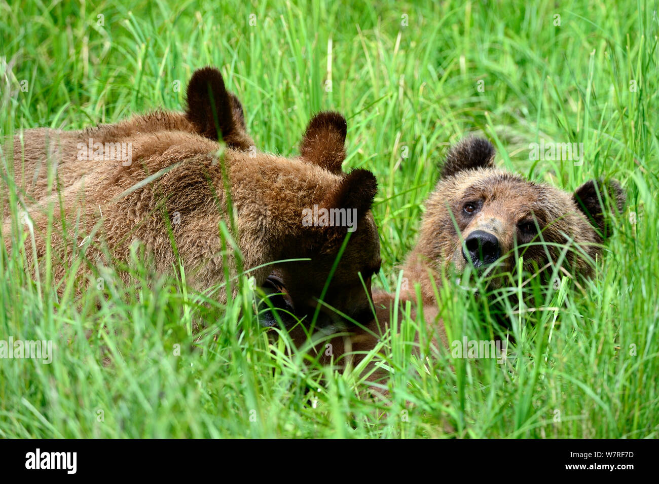 Female Grizzly bear nursing her two cubs (Ursus arctos horribilis) Khutzeymateen Grizzly Bear Sanctuary, British Columbia, Canada, June. Stock Photo