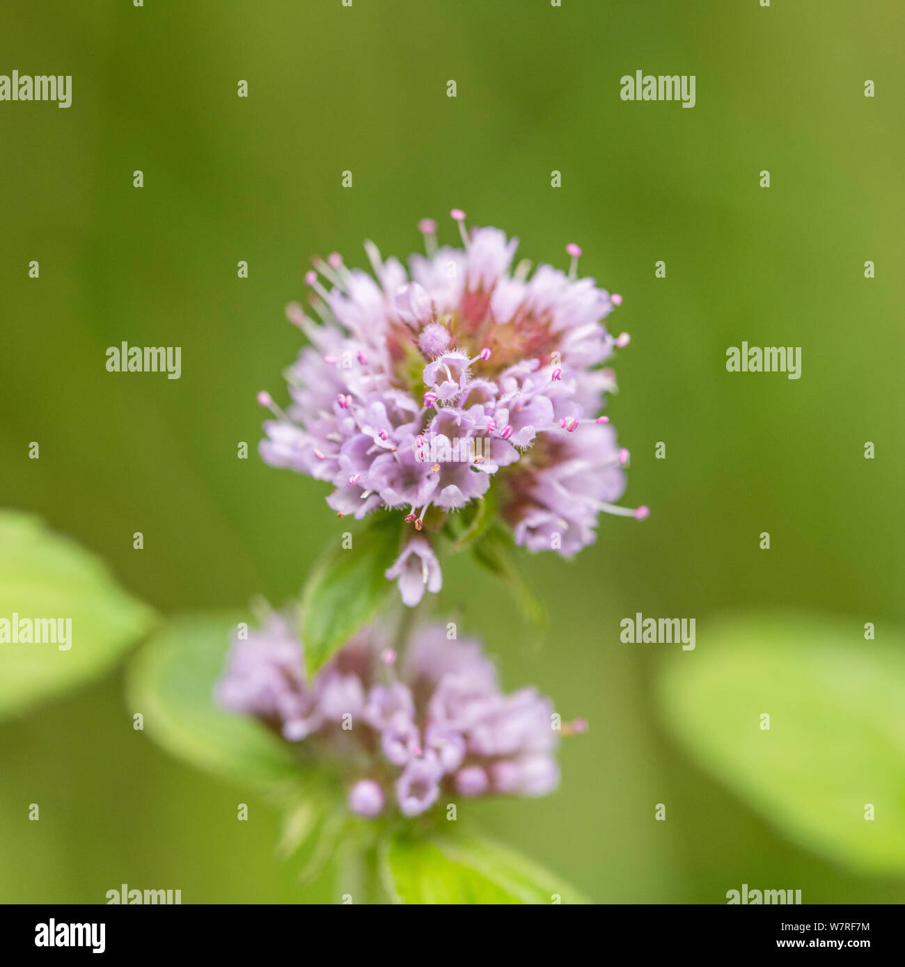 Flowers of Water Mint / Mentha aquatica growing in a wet meadow. Hygrophilous plants concept. Stock Photo