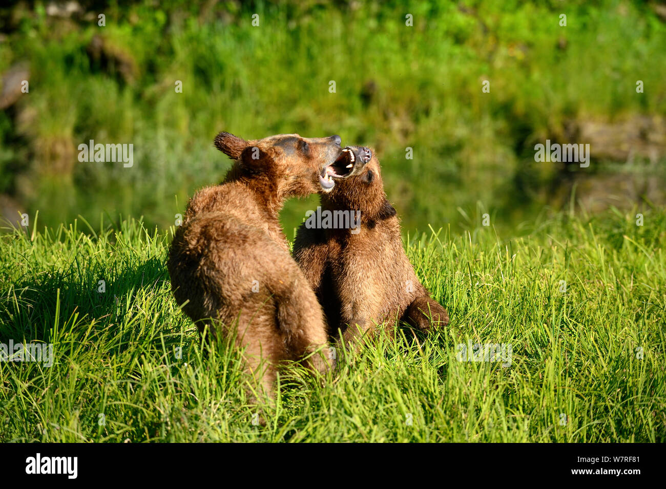 Grizzly bear cubs (Ursus arctos horribilis) play fighting, Khutzeymateen Grizzly Bear Sanctuary, British Columbia, Canada, June. Stock Photo