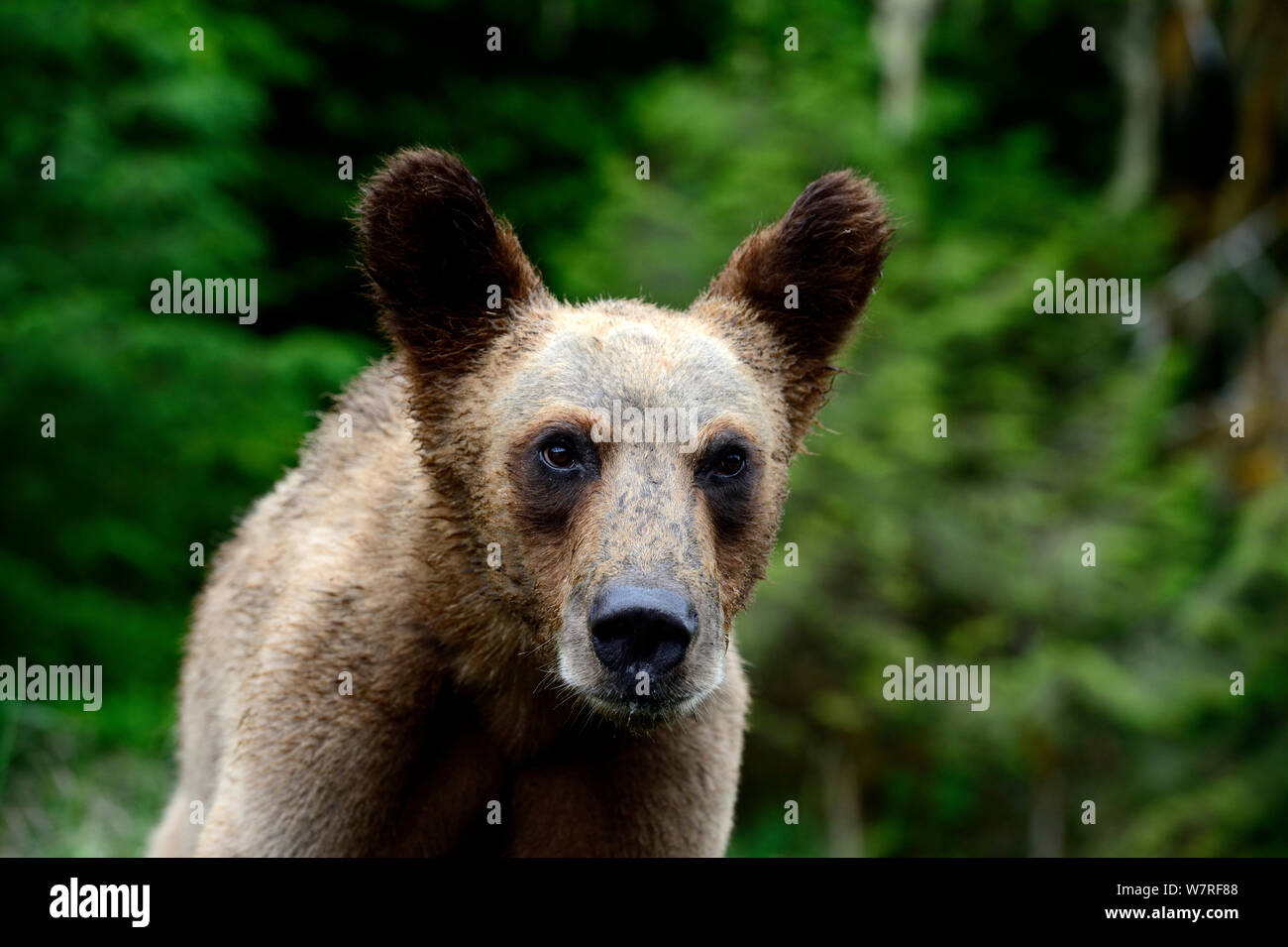 Head portrait of a Grizzly bear cub (Ursus arctos horribilis) with ears pricked up, Khutzeymateen Grizzly Bear Sanctuary, British Columbia, Canada, June. Stock Photo
