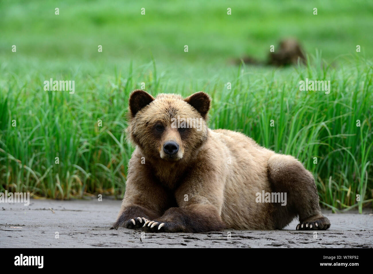 Young female Grizzly bear (Ursus arctos horribilis) resting on the inlet bank at low tide, Khutzeymateen Grizzly Bear Sanctuary, British Columbia, Canada, June. Stock Photo