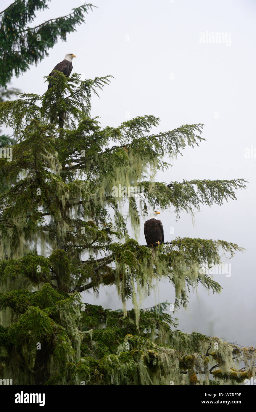 Bald eagles (Haliaeethus leucocephalus) perched in a Sitka spruce (Picea sitchensis) Khutzeymateen Grizzly Bear Sanctuary, British Columbia, Canada, June. Stock Photo