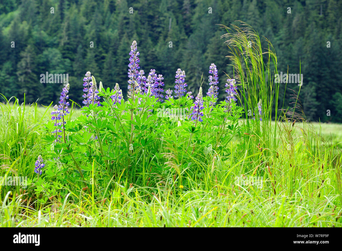 Nootka lupin (Lupinus nootkatensis) a favorite bear plant, Khutzeymateen Grizzly Bear Sanctuary, British Columbia, Canada, June. Stock Photo