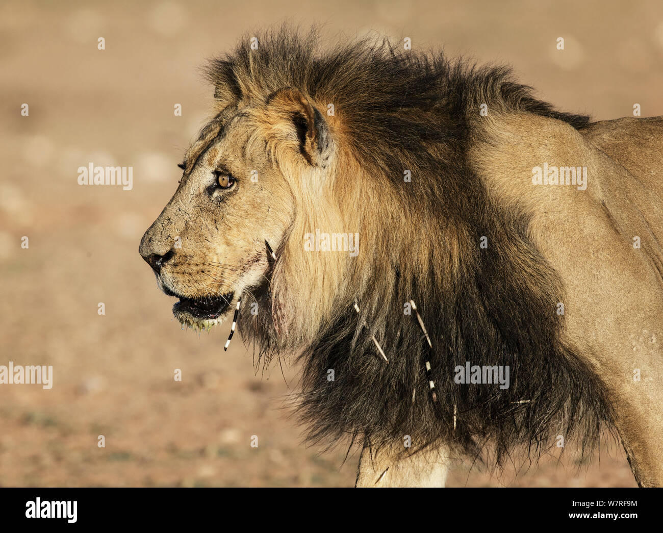 Lion (Panthera leo) male, with Cape Porcupine (Hystrix africaeaustralis(01)