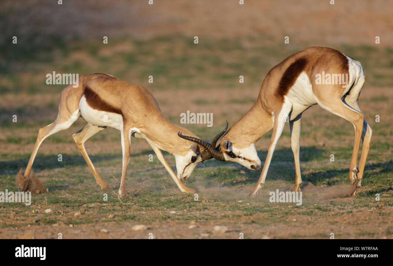 Springbok (Antidorcas marsupialis) males fighting. Kgalagadi Transfrontier Park, South Africa. January Stock Photo