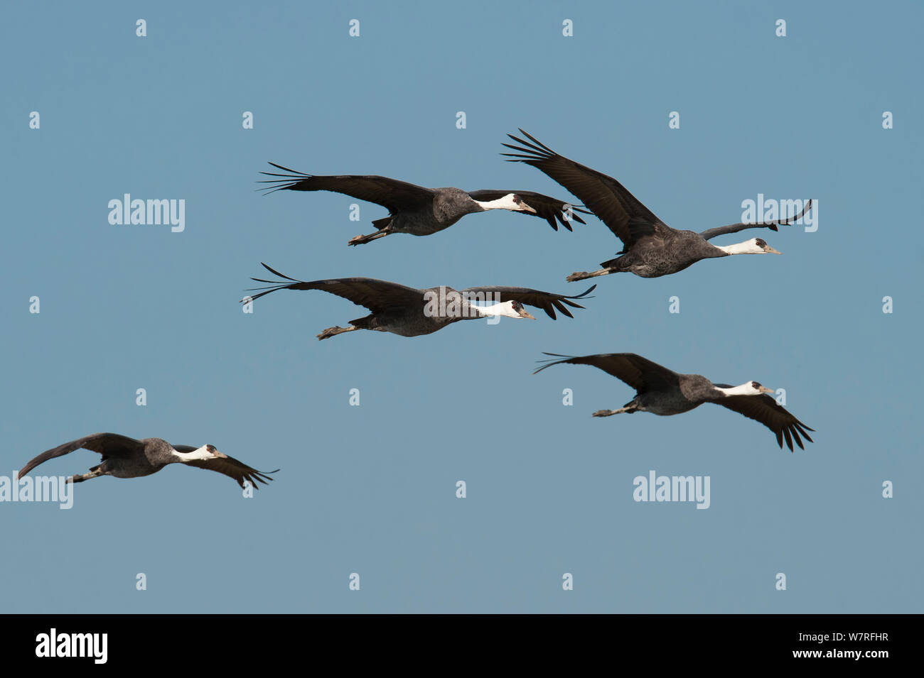 Flock of Hooded Cranes (Grus monacha) in flight Kyushu, Japan Stock Photo