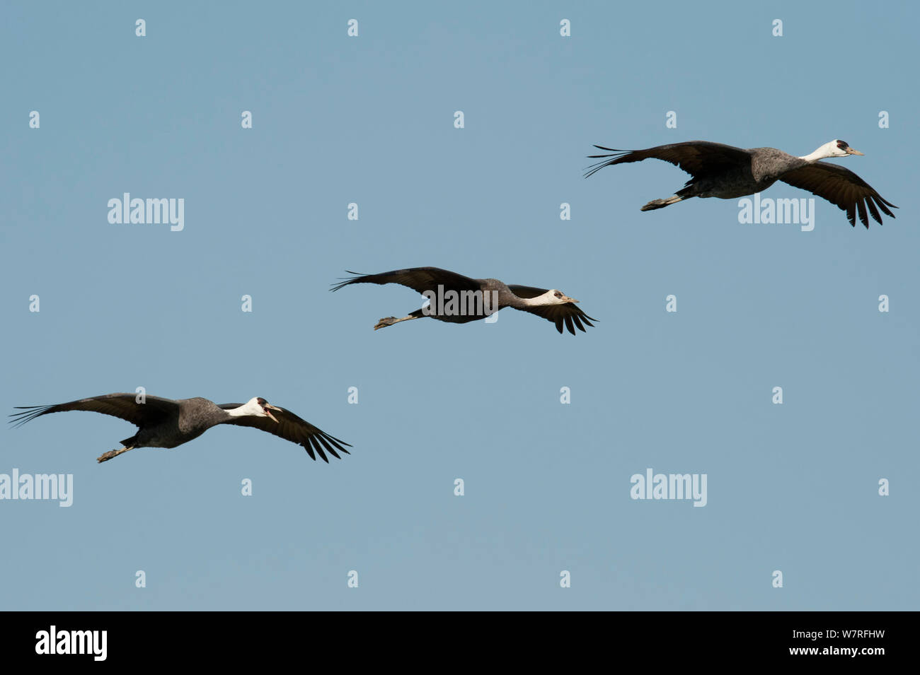 Hooded Cranes (Grus monacha) in flight, Kyushu, Japan Stock Photo
