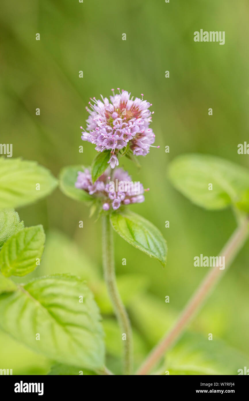 Flowers of Water Mint / Mentha aquatica growing in a wet meadow. Hygrophilous plants concept. Stock Photo