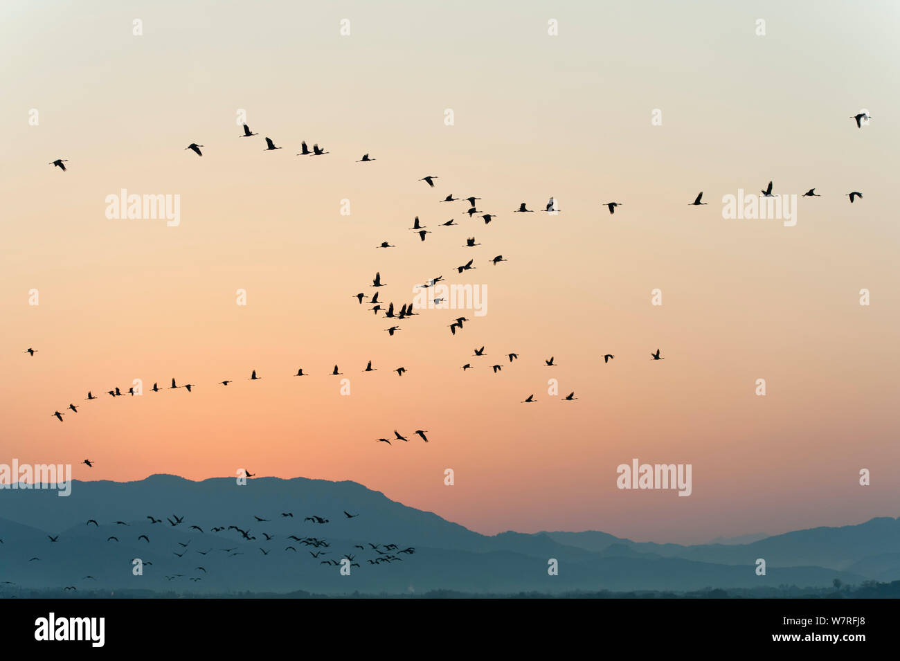 Flock of Hooded Cranes (Grus monacha) in flight at dusk, Kyushu, Japan ...