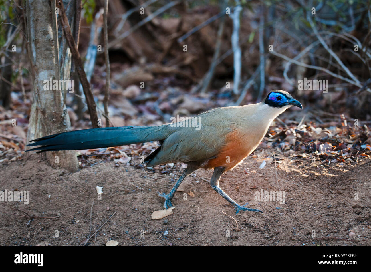 Adult Giant Coua (Coua gigas) foraging on the forest floor. Kirindy Forest, western Madagascar. November 2010 Stock Photo