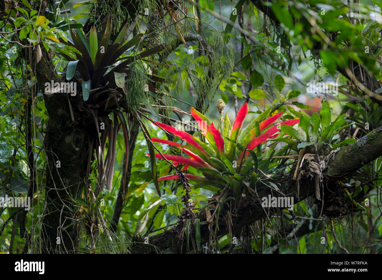 Bromeliads (Bromeliaceae) in the rainforest canopy. Serra dos Tucanos