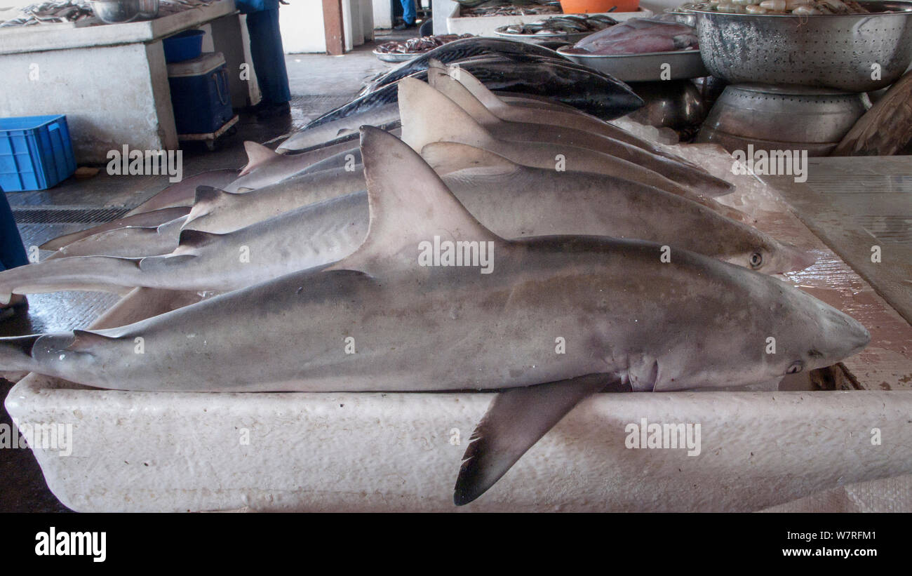Carcharhinus sorrah hires stock photography and images Alamy