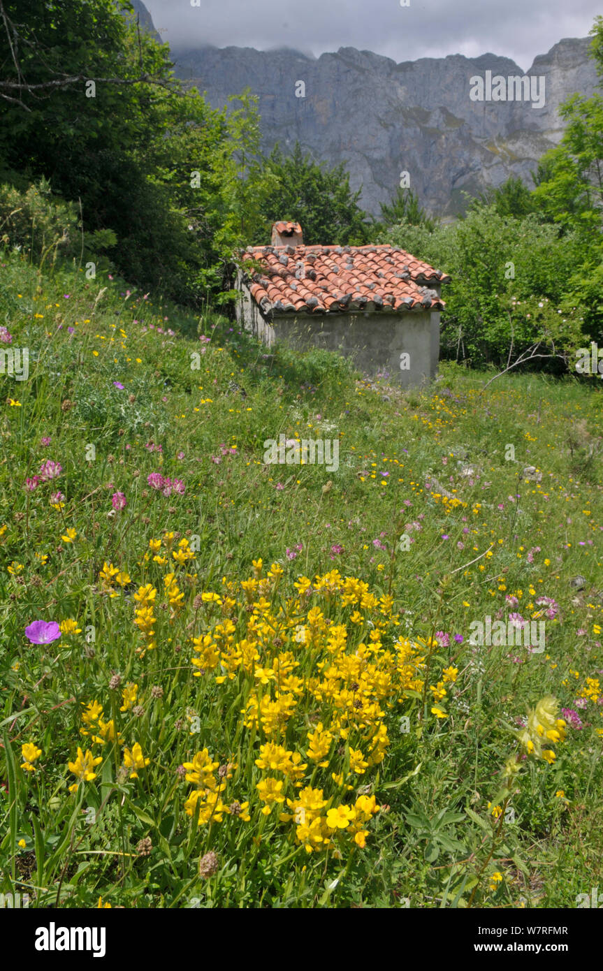 Alpine flower meadow with Birds Foot Trefoil (Lotus corniculatus), Bloody Cranesbill (Geranium sanguineum) and Alpine Eryngo (Eryngium alpinum) Picos de Europa, northern Spain. June. Stock Photo