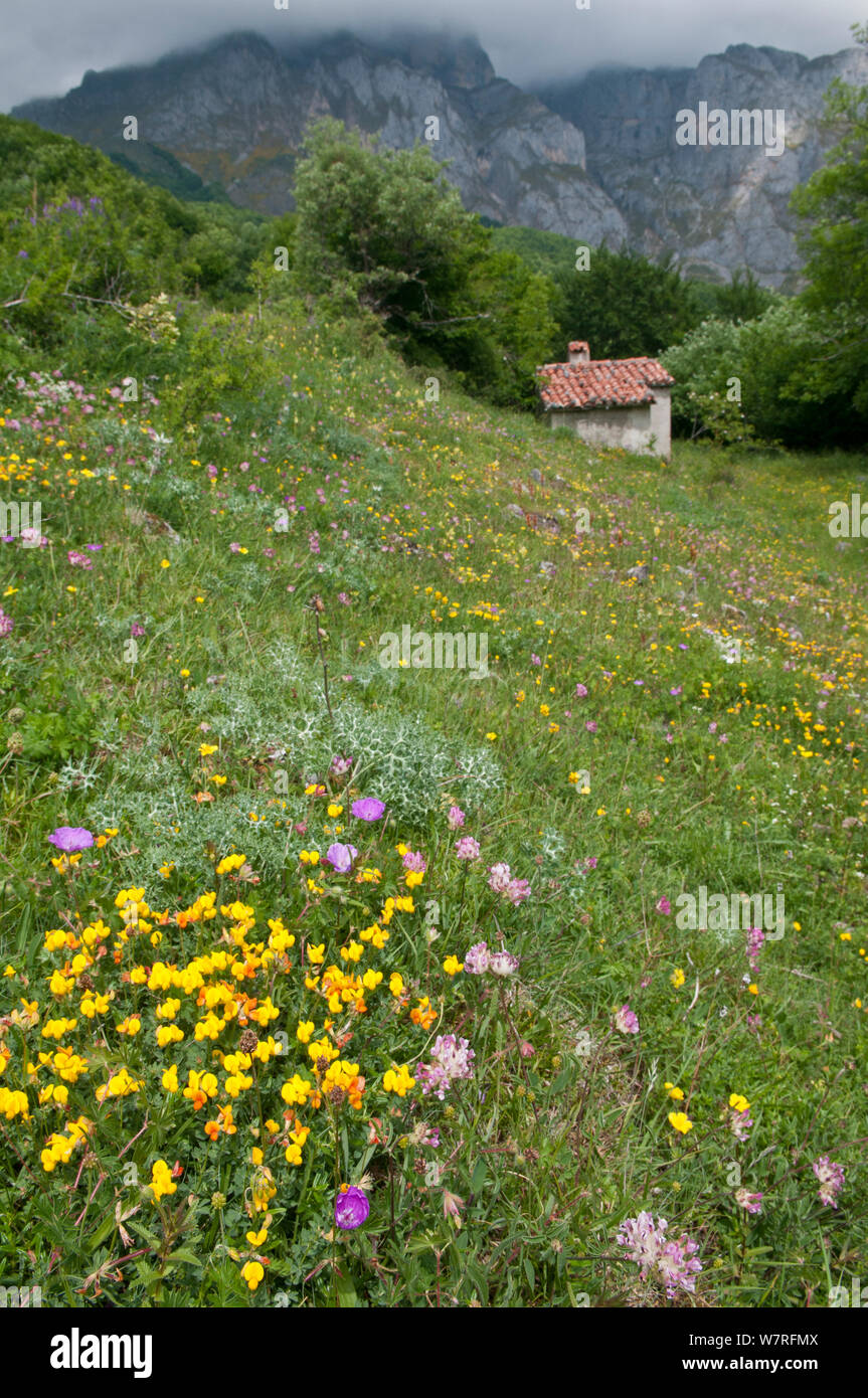 Alpine flower meadow with Birds Foot Trefoil (Lotus corniculatus), Bloody Cranesbill (Geranium sanguineum) and Alpine Eryngo (Eryngium alpinum) Picos de Europa, northern Spain. June. Stock Photo