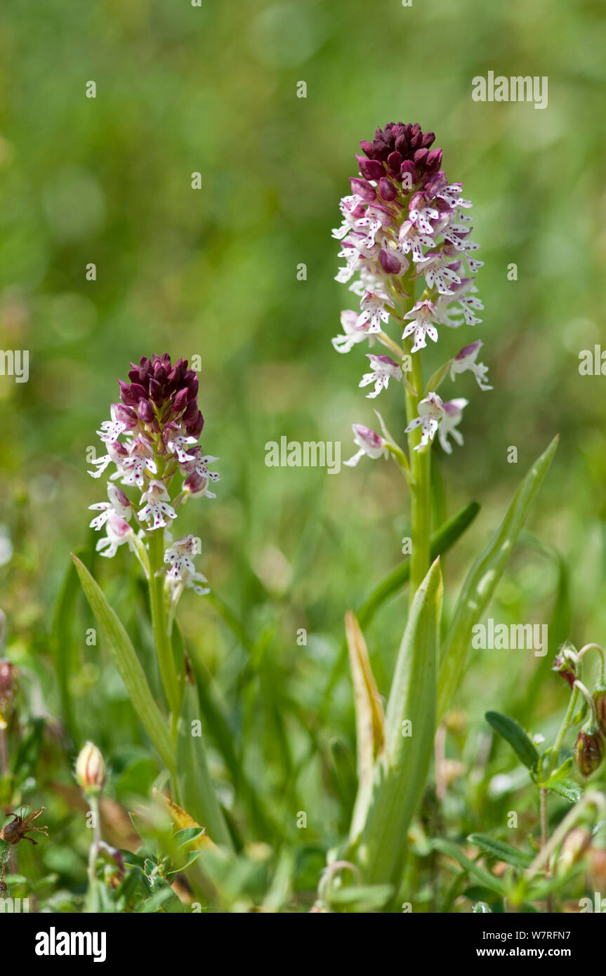 Burnt Tip Orchid (Orchis ustulata) in flower, Picos de Europa, Spain. Stock Photo