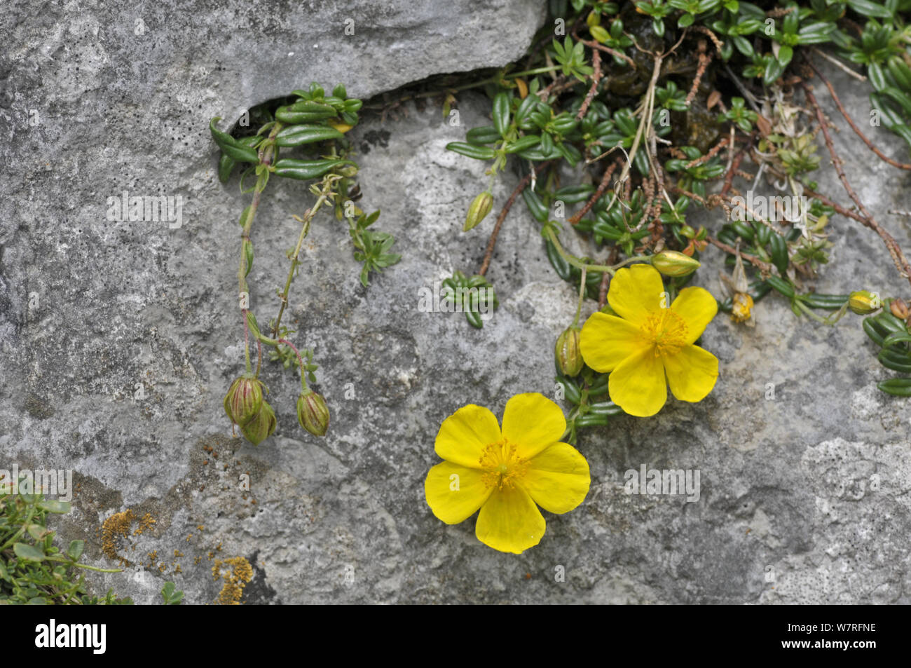 Common Rock Rose (Helianthemum nummularium) in flower on rocks, Picos de Europa, Spain Stock Photo
