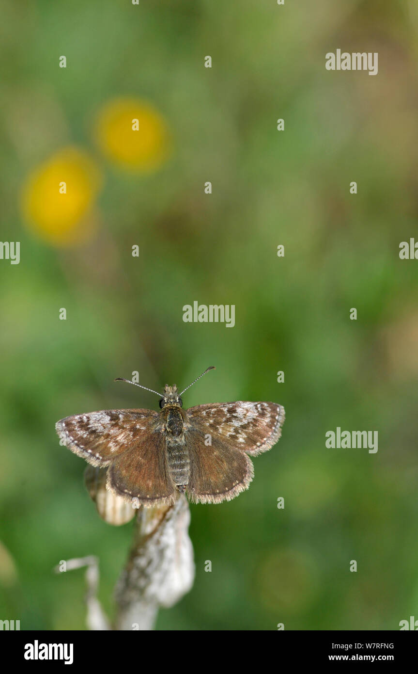 Dingy Skipper Butterfly (Erynnis tages) male. Picos de Europa, northern Spain. Stock Photo