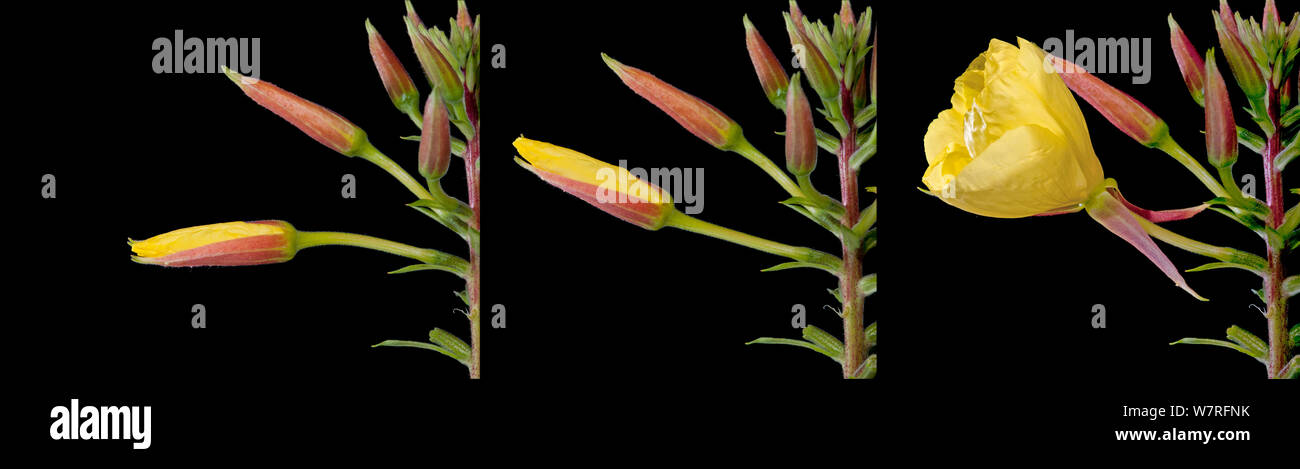 Evening Primrose (Oenothera sp) flower opening in evening - three exposures over 20 minutes. Surrey, England. Stock Photo