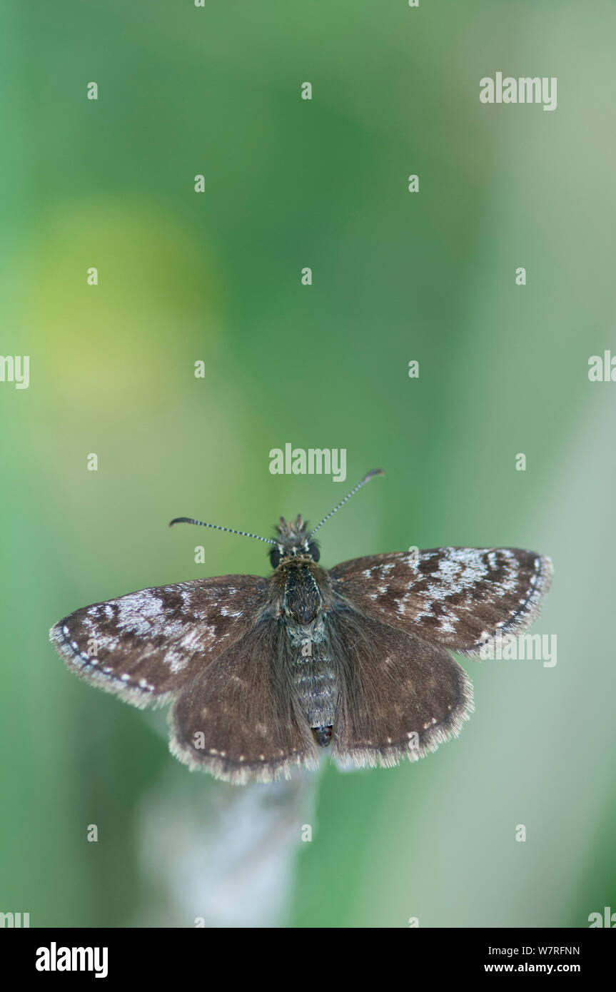 Dingy Skipper Butterfly (Erynnis tages) male. Picos de Europa, northern Spain. Stock Photo