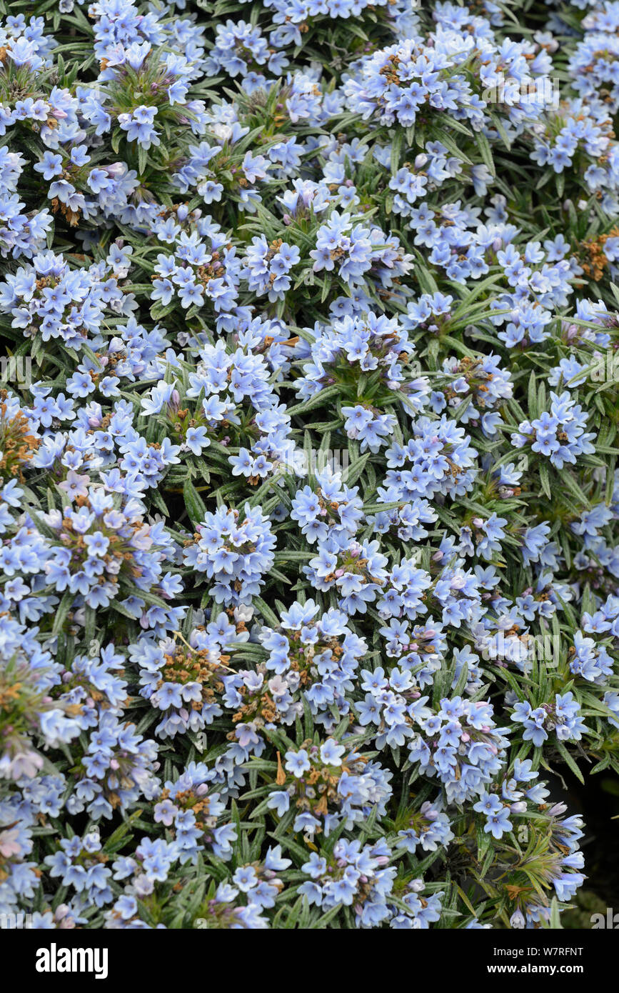 Mass of blue flowers (Lithodora zahnii) in botanic garden, from southern Greece. Surrey, England. Stock Photo