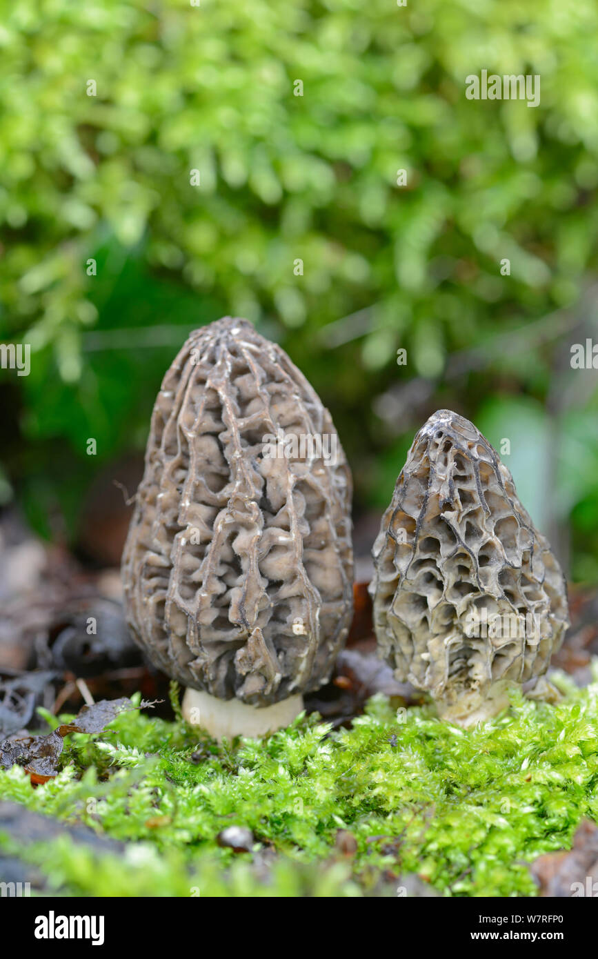Morel Fungus (Morchella esculenta) cultivated, UK Stock Photo